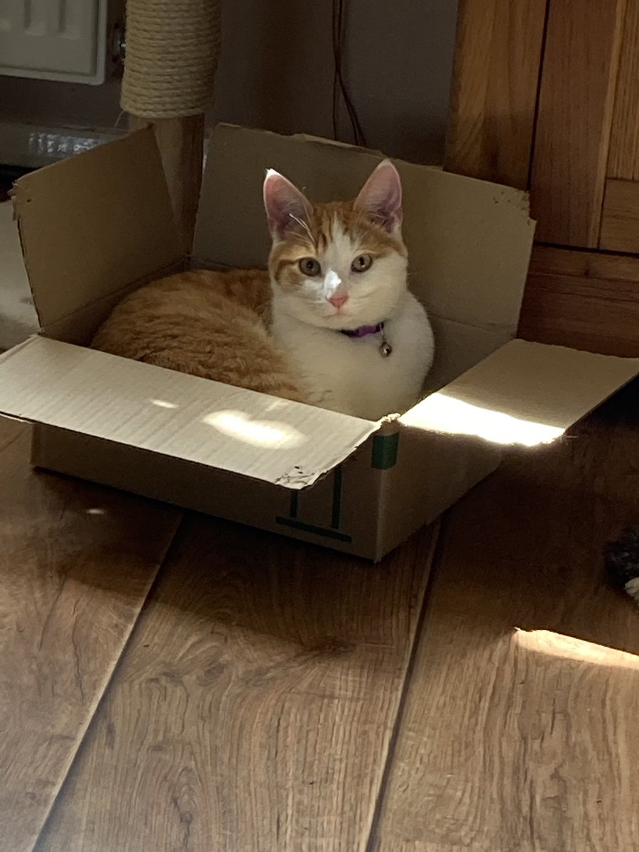 AmandaHester9's tweet photo. @birgitlissowsky @coombes_angie #catboxsunday & #catbagsunday https://t.co/wPls1PrqBG