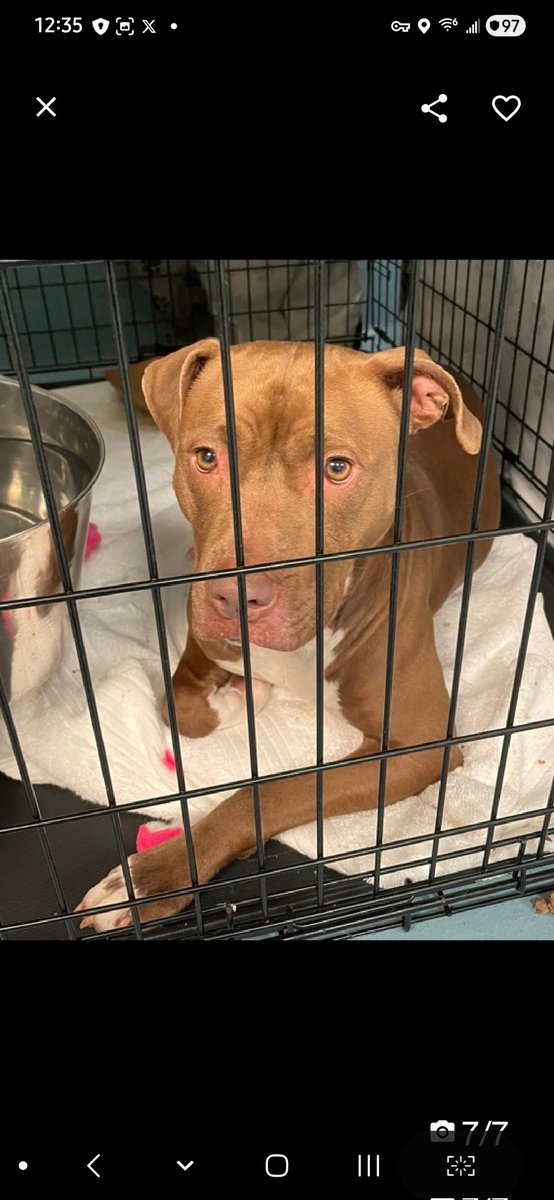 MyBoxerLuvMac1's tweet image. 💔Peanut💔
#NYCACC #246695 4y
▪️Listed TBK: 5/5💉
#AdoptMe 

Precious sweetie's💔, waiting 90 days!
Here 2 long, deteriorating in tiny cell.
Jumping 2 top of it/kennel fighting.
No 1 blames her!
Excelling in the shelter scholar program &amp;amp; ready 4 her next chapter!
 Needs loving,