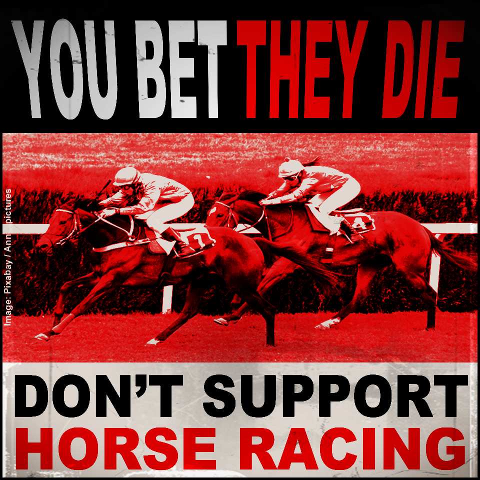 Ban Blood Sports tweet media