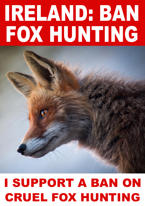 banbloodsports's tweet image. #Ireland #BanFoxHunting 🇮🇪🦊