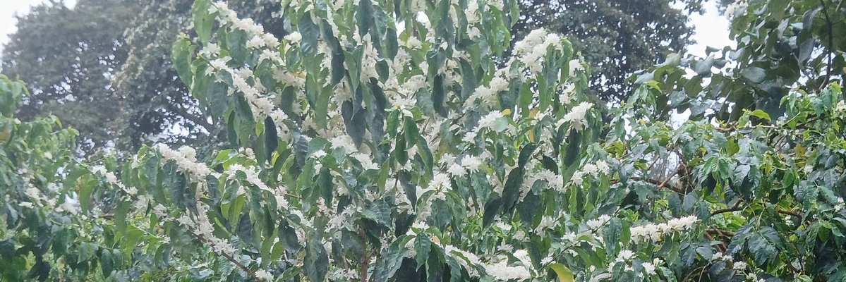 Many farmers ask: Which variety gives better returns on 1 acre? Today I break it down mathematically — yields, disease control (CBD &amp; Leaf Rust), and production costs. Let's compare SL28 (traditional) vs Ruiru 11/Batian (resistant)