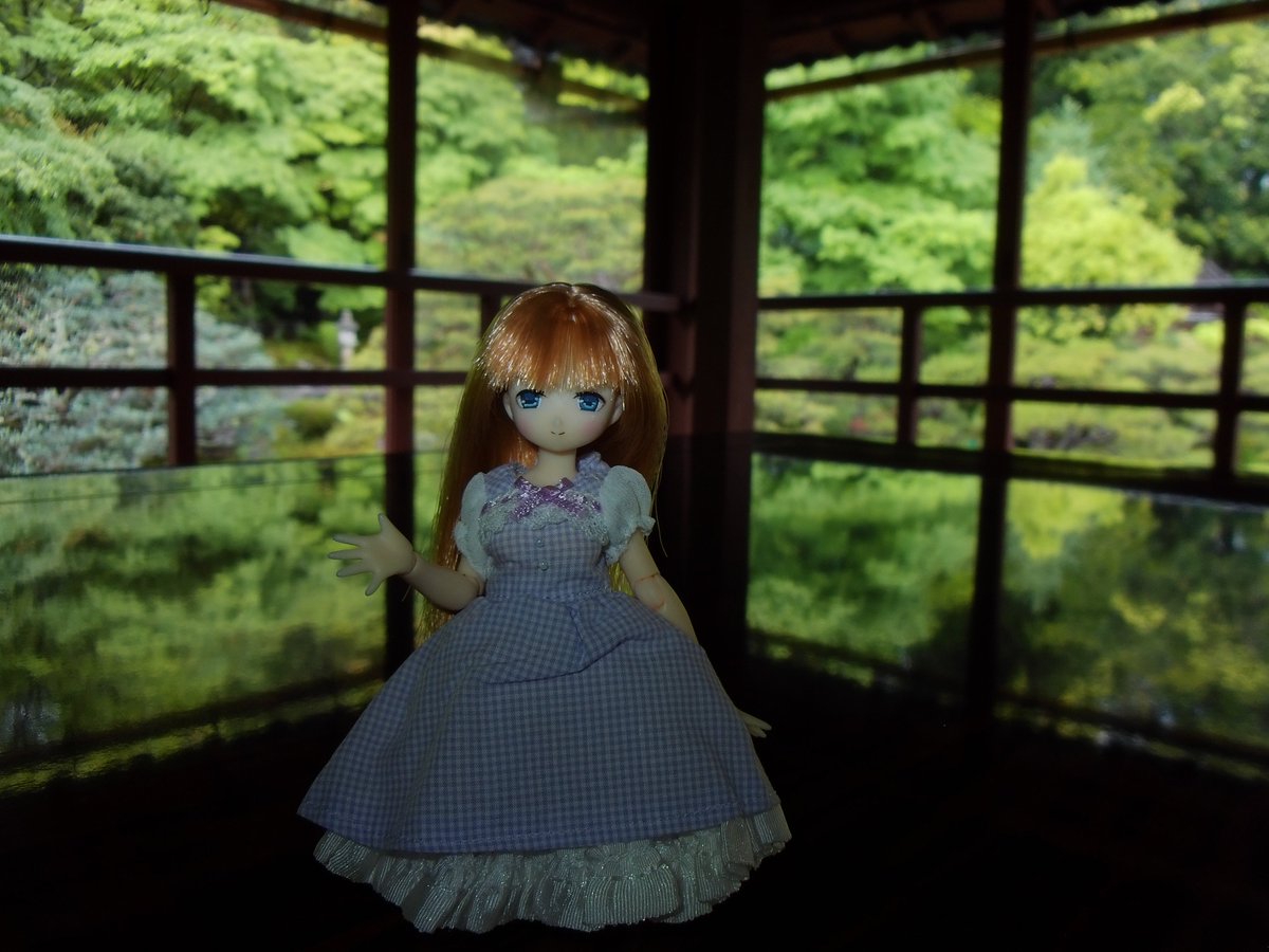 京の藤猫 tweet media