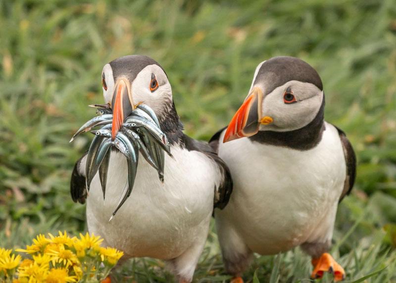 Puffin tweet media
