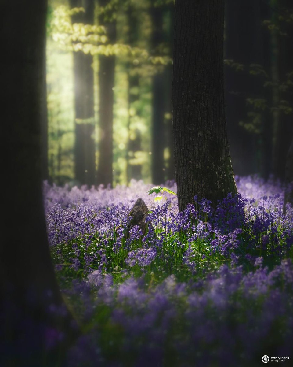 greenvibe's tweet photo. Purple bluebell carpet and god rays in the forest. https://t.co/VlRcSYhHR6
