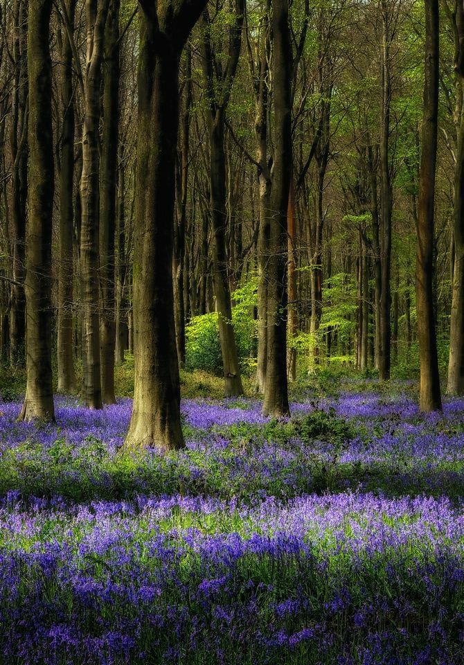 Purple bluebell carpet and god rays in the forest.
