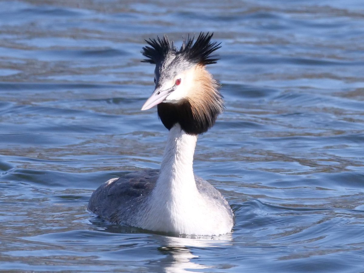 Ian_D_Pritchard's tweet image. Gt crested Grebe on the @TrenthamEstate lake.
#birdwatching 
#birdsofx 
#birdphotography 
#xnaturecommunity
