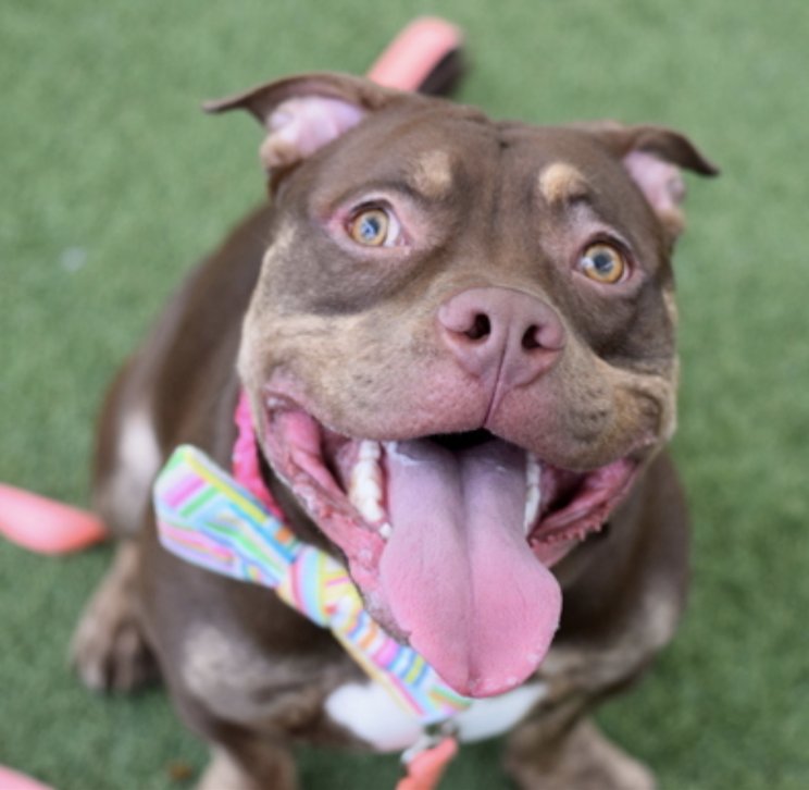 MyBoxerLuvMac1's tweet photo. 💔Yuro💔
#NYCACC #248827 2y
▪️Listed TBK: 5/5💉
#AdoptMe 

Precious sweetie's💔, lost all he knew.
Owners fav thing about him was how he 'propped his head on pillows 2 sleep'.
Beyond Adorable, perfect aged darling fem!
Wiggly, loose body.
Accepts toys, treats.
Here 2 long, kennel stressed.
Needs loving, N.East #Foster/#Adopter, 2 decompress & blossom, as yr 4ever BFF.

DM @CathyPolicky
Pls #Pledge4Rescue
💞Y
https://t.co/0F91ITxbUv