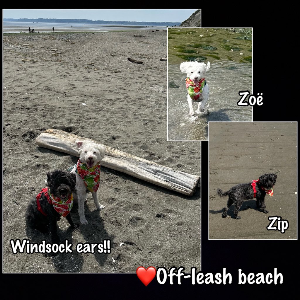 WhidbeyGypsy's tweet image. 1/3 🚙💨Errand-beach🌊patrol day

We spied many things on our #Hedgewatch beach patrol!

And we had FUN!

We met a Mexican street-dog rescue Zoey with my same name ❤️Zoë

Best day!

❤️Zip &amp;amp; Zoë 

#dogsofX
#dogsofTwitter    
#TheZeeZisters 
#ZipAndZoë 
#PugetSound
#WhidbeyIsland