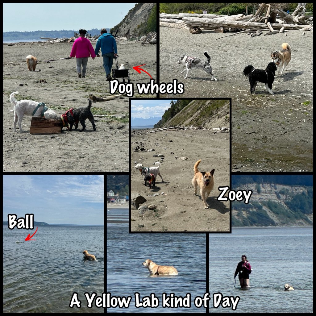 WhidbeyGypsy's tweet image. 1/3 🚙💨Errand-beach🌊patrol day

We spied many things on our #Hedgewatch beach patrol!

And we had FUN!

We met a Mexican street-dog rescue Zoey with my same name ❤️Zoë

Best day!

❤️Zip &amp;amp; Zoë 

#dogsofX
#dogsofTwitter    
#TheZeeZisters 
#ZipAndZoë 
#PugetSound
#WhidbeyIsland