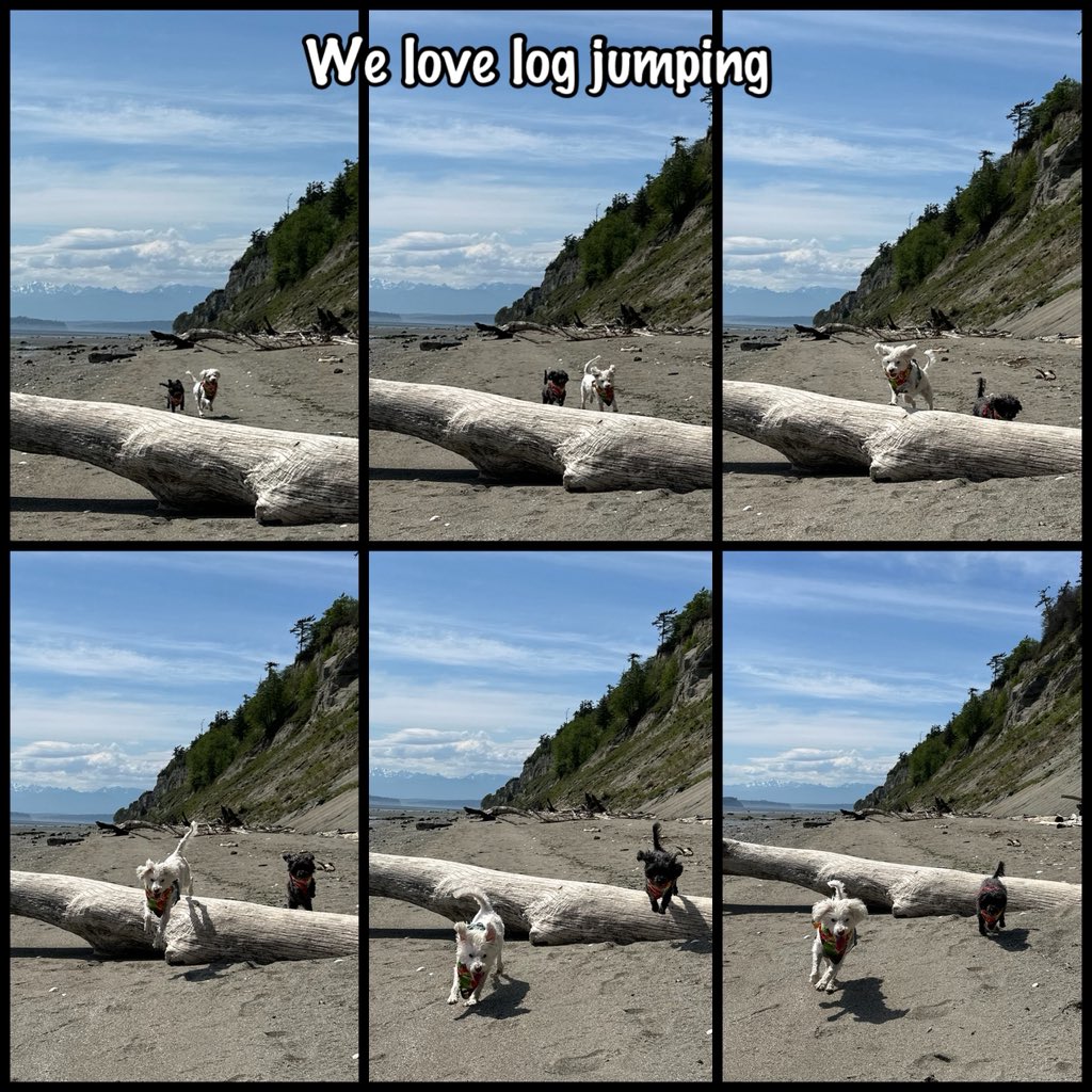 WhidbeyGypsy's tweet image. 1/3 🚙💨Errand-beach🌊patrol day

We spied many things on our #Hedgewatch beach patrol!

And we had FUN!

We met a Mexican street-dog rescue Zoey with my same name ❤️Zoë

Best day!

❤️Zip &amp;amp; Zoë 

#dogsofX
#dogsofTwitter    
#TheZeeZisters 
#ZipAndZoë 
#PugetSound
#WhidbeyIsland