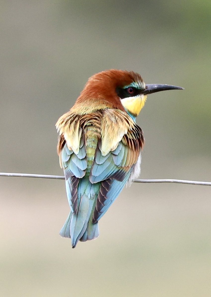 Photos2Print's tweet image. Another Bee-eater species. This time the European Bee-eater taken today near Pinoso Spain. Reasonable numbers now starting to arrive. Such stunning birds to have back at last. #birds #birdsseenin2026 #birding #birdphotography #naturephotography