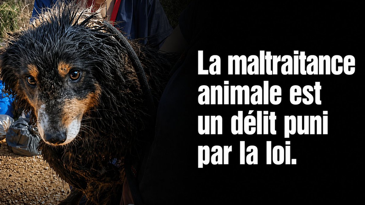 HenryJeanServat's tweet image. #NICE. La police municipale est pleinement engagée aux côtés de la municipalité et des Niçois pour réprimer et punir la maltraitance animale. A Nice, la maltraitance animale, c'est tolérance zéro !