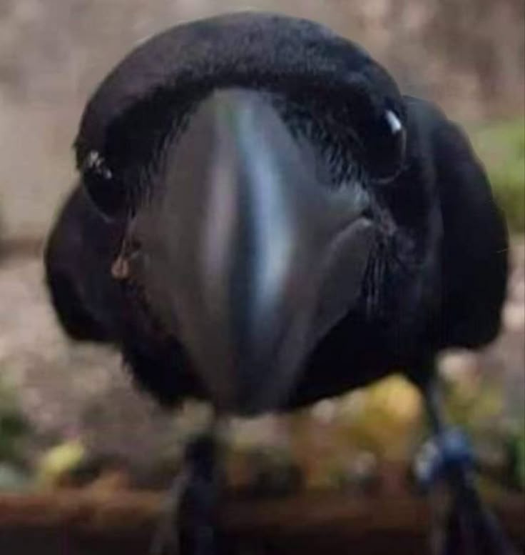 Raven tweet media