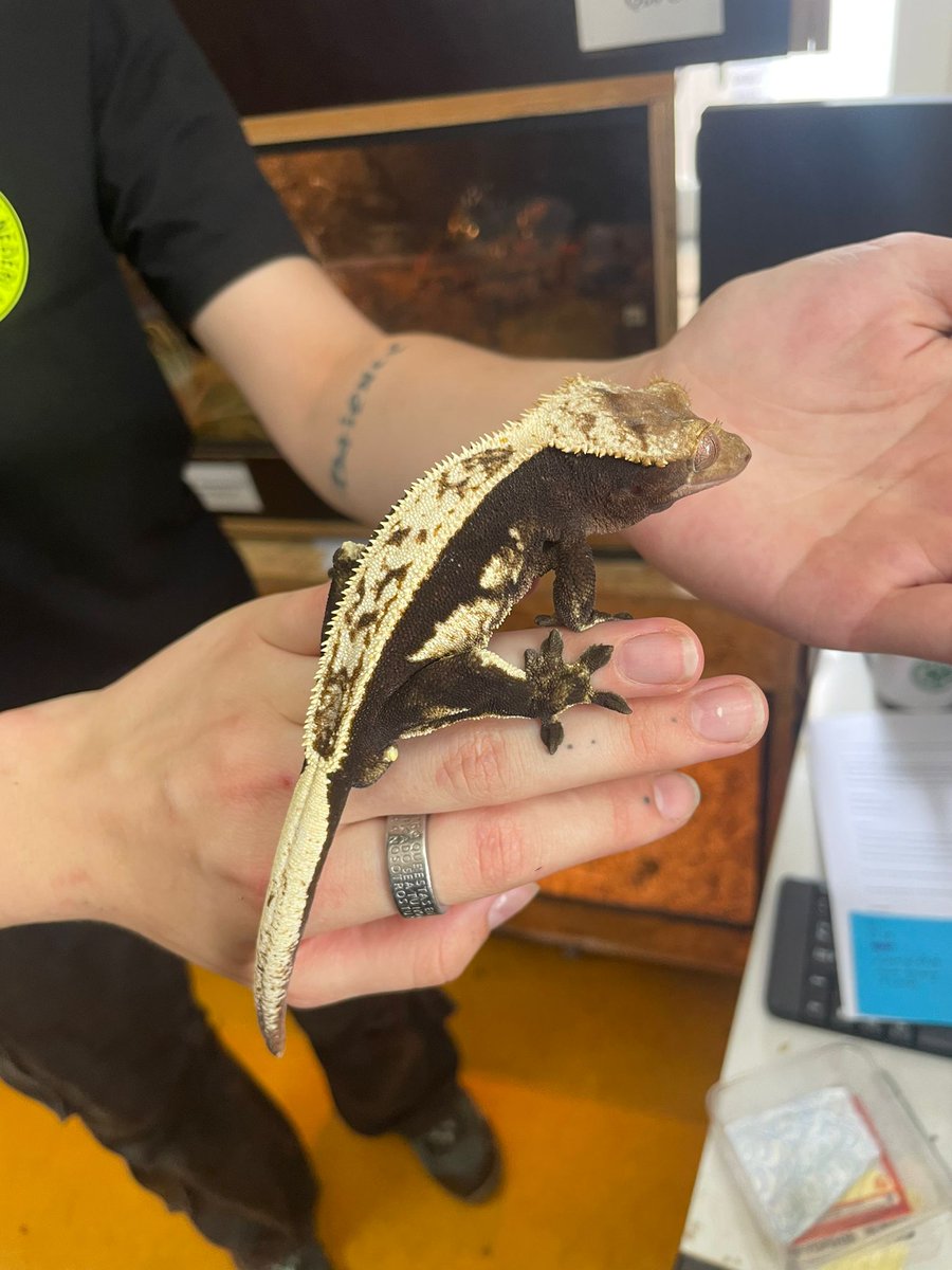 Stichting Dierenhulpdienst NL / Reptielenopvang tweet media