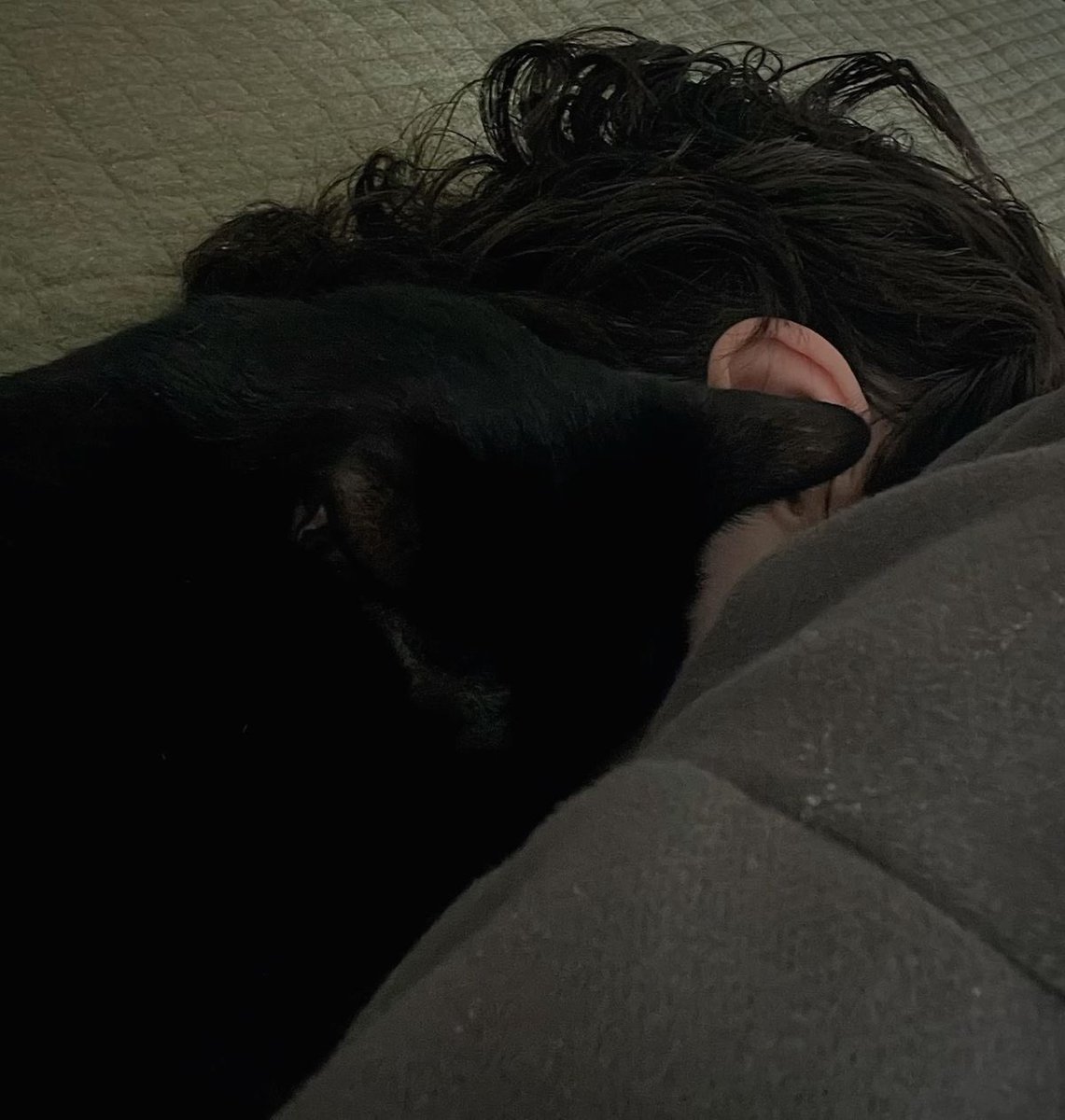 consultingdtcv's tweet photo. #sherlocksunday except there is no outfit today, only a few photos of animals. here’s one of me ﹠ @ametxazura ‘s cat, luna, ﹠ of course, one of my son, graham. https://t.co/KxU0FCiMX2