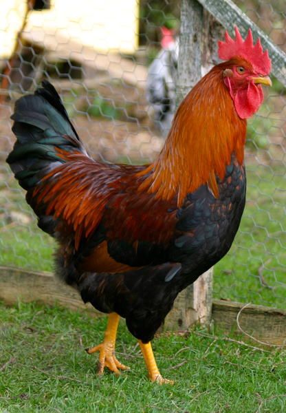 Cock tweet media