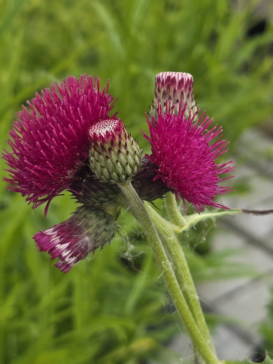 katerina7711's tweet image. Today's #allotment selection #flowers #pink and #purple #gardening #growyourown #gyo #iris #allium #thistle #peony🌸🌸