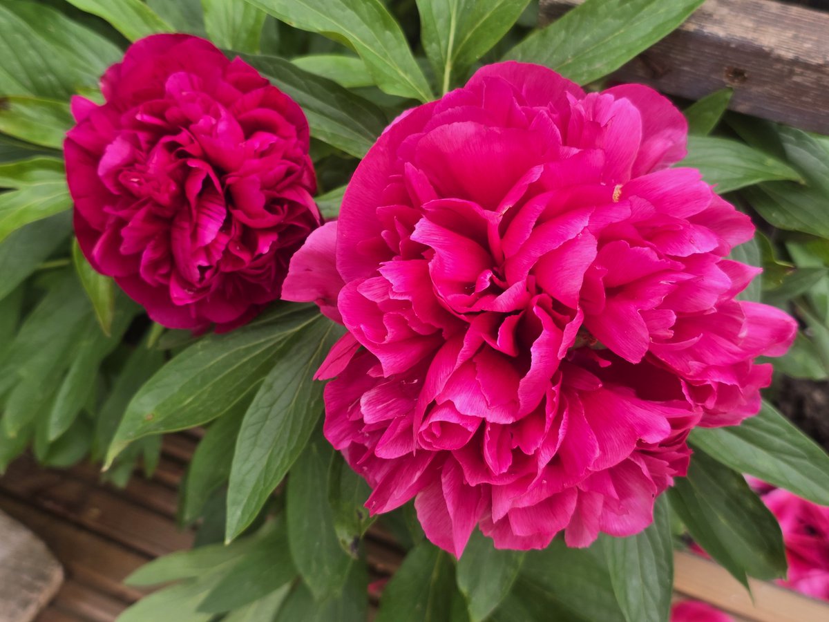 katerina7711's tweet image. Today's #allotment selection #flowers #pink and #purple #gardening #growyourown #gyo #iris #allium #thistle #peony🌸🌸