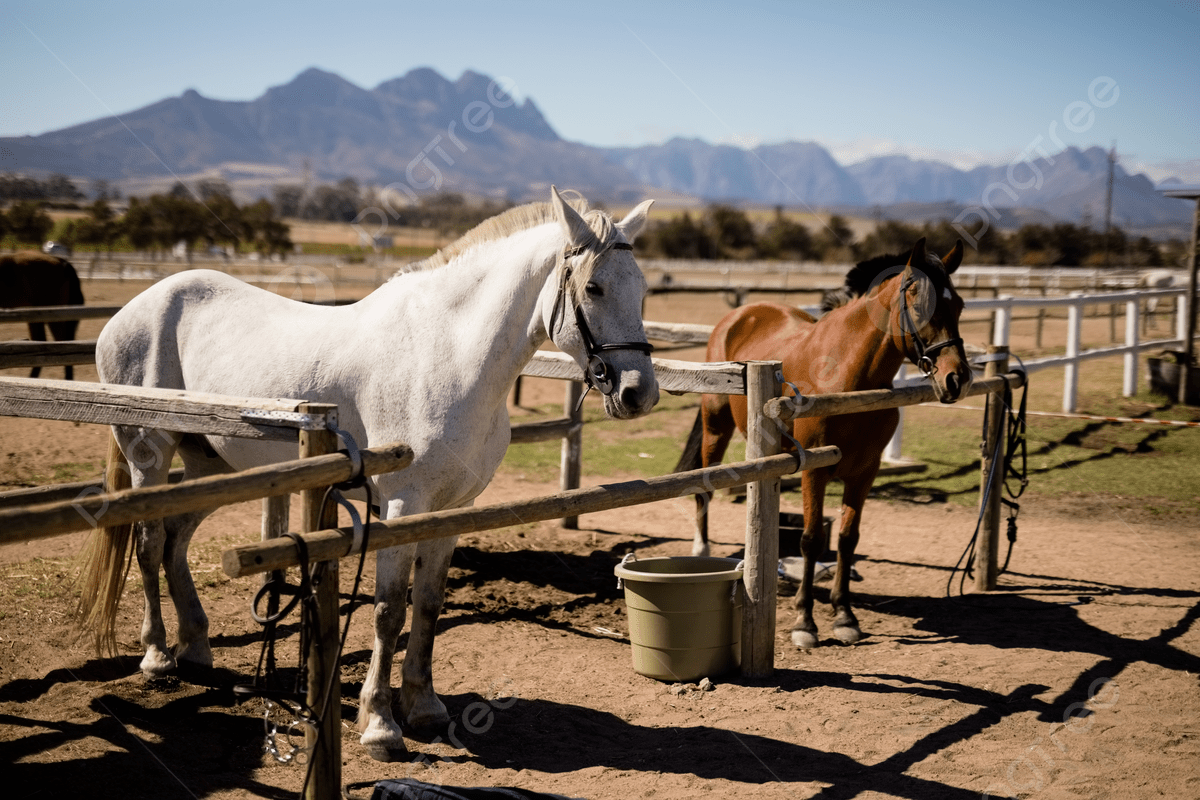 Oguro Star Blossom tweet media