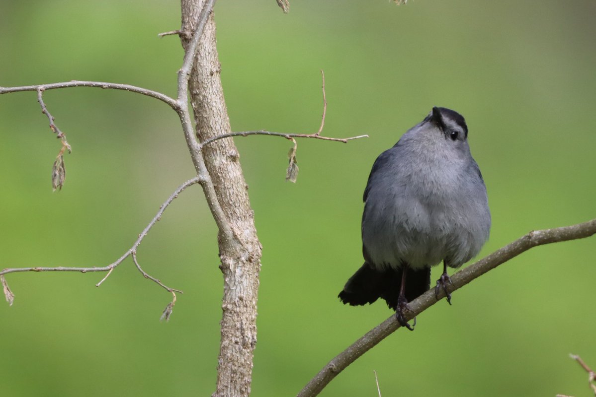 lucylenora1's tweet image. The Catbirds were literally everywhere this morning. So nice to see them back. Have a good afternoon/evening all. #birds #birding #birdphotography #birdsoftwitter