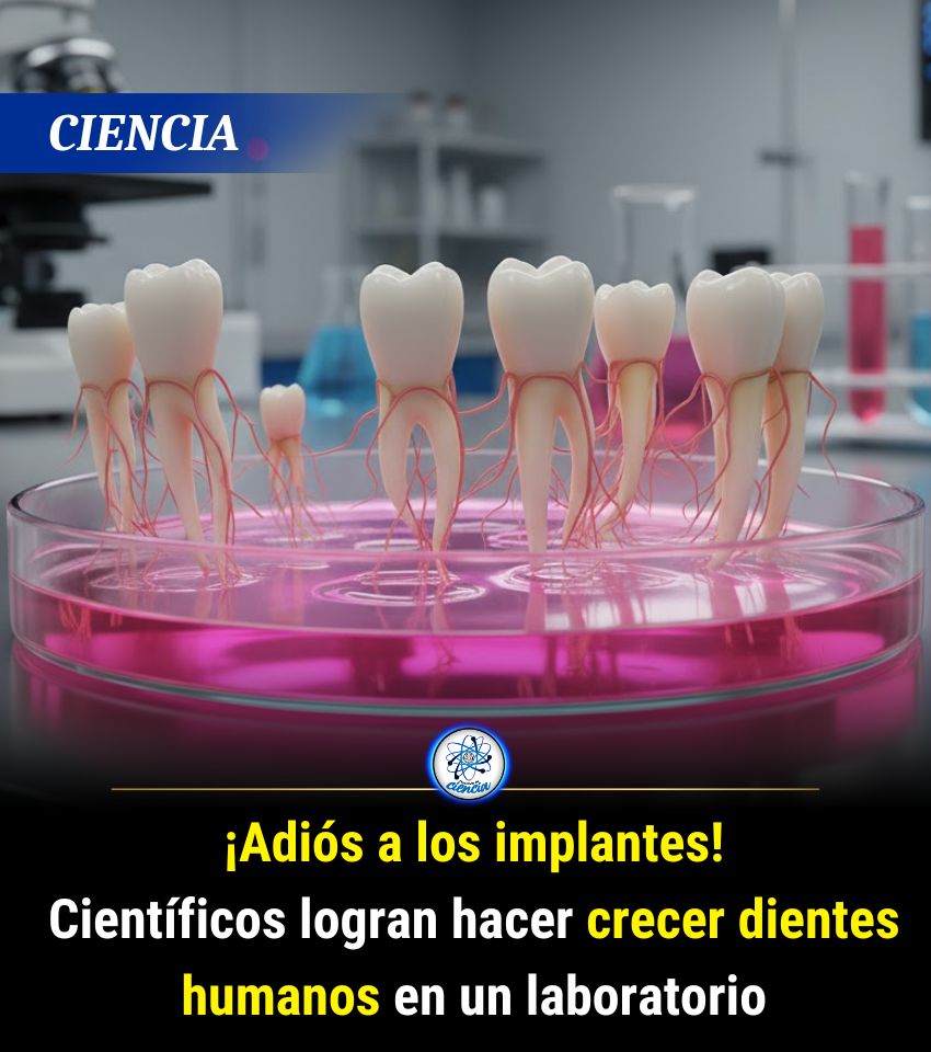Enséñame de Ciencia tweet media