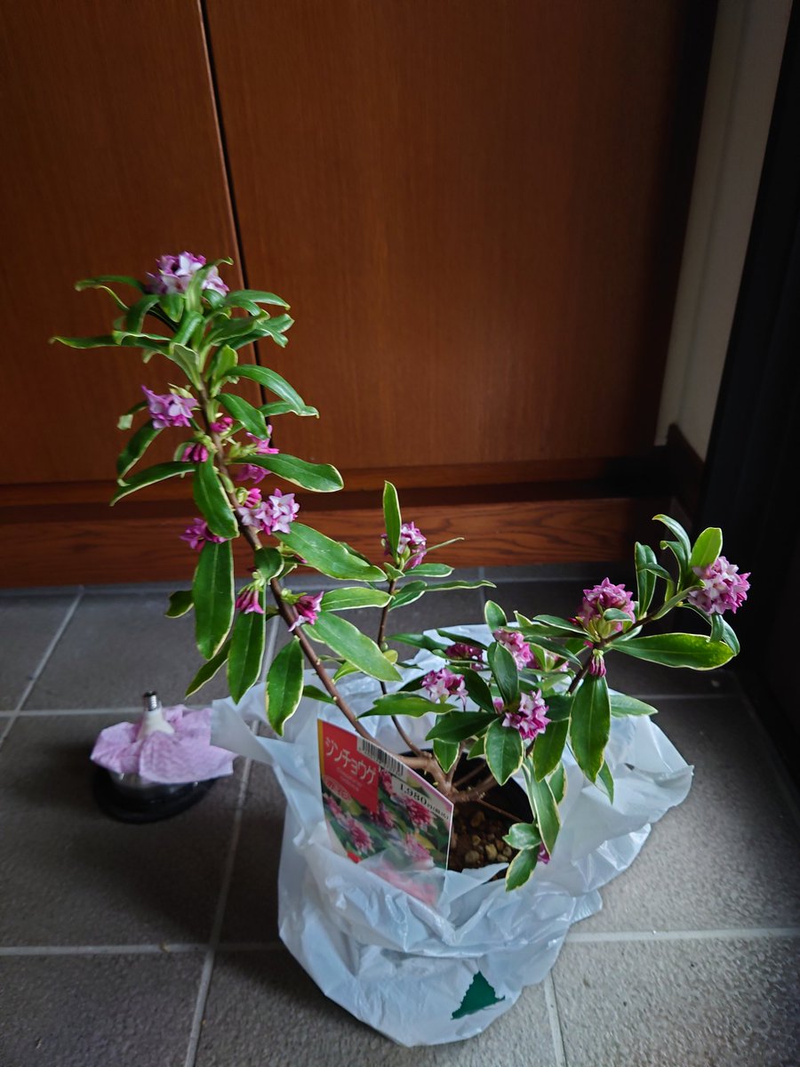 groundcover_jp's tweet photo. 3月、沈丁花を買った日。
この花の香りは、反則です。
玄関に置いた瞬間、空気が変わる。
ただの「いい香り」じゃない、記憶に残る香り。
新しい言葉で表現したくて、
Che profumo meraviglioso!
イタリア語を一つ覚えた。
#沈丁花 #ガーデニング#イタリア語 https://t.co/9Tbw7eqWF4