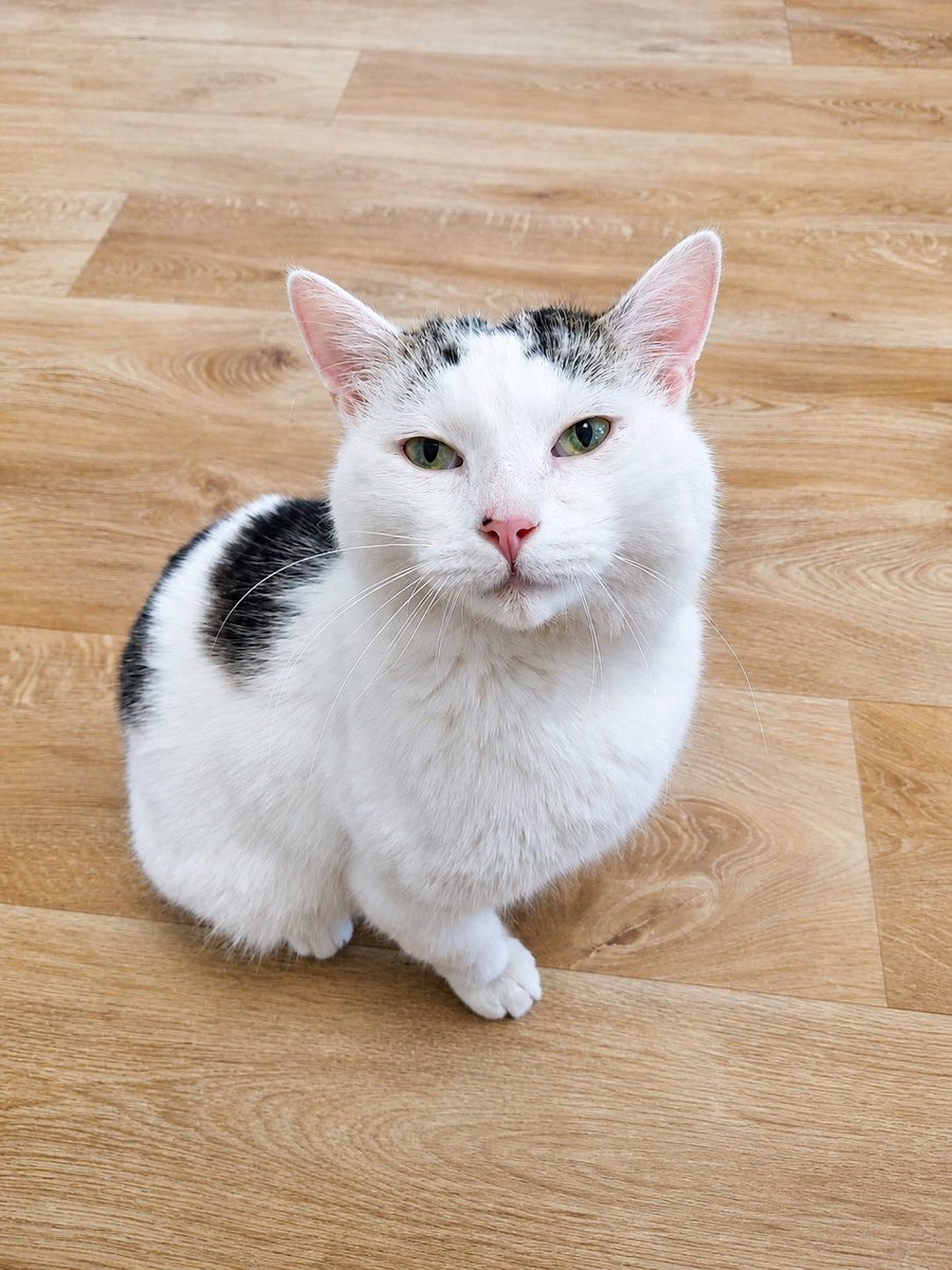 Fousky z.s. 🐈‍⬛ tweet media