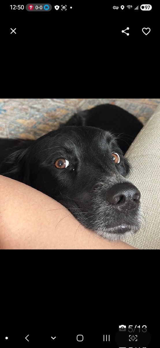 Julie🌻🐾 tweet media