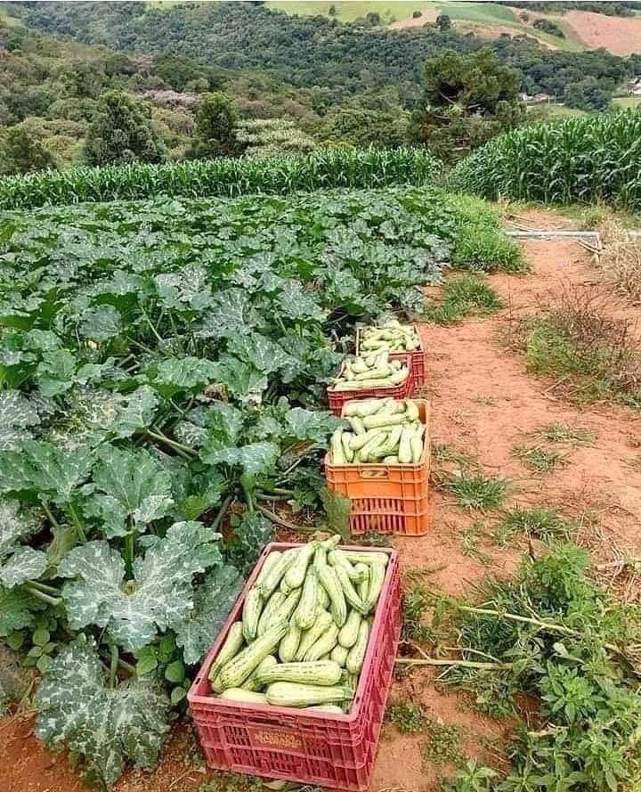 AGRONOMME 🇷🇼 tweet media