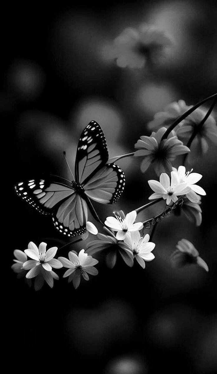 Şĥãimãã 🕊 tweet media