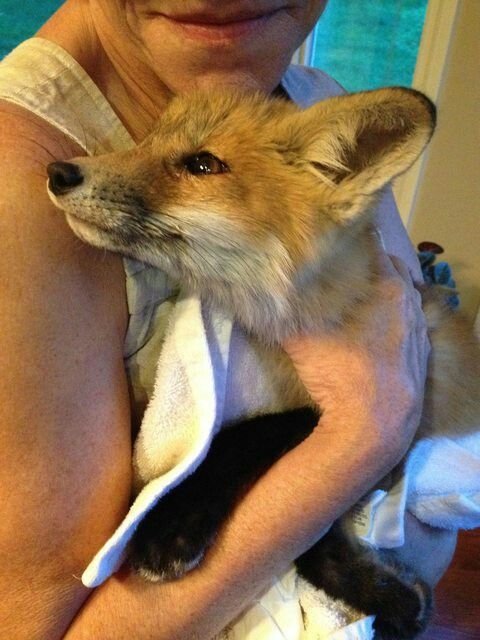 🍁 𝓣𝓱𝓮 𝓕𝓸𝔁 𝓛𝓲𝓯𝓮 🌾🦊 tweet media