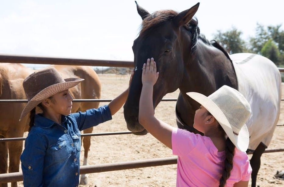equivont's tweet photo. Some horses are rescued. Others become healers. 🤍

The Free Rein Foundation is doing both, offering sanctuary to abused and neglected horses while creating powerful connections with people who need it most. 

Learn more at https://t.co/Z0dEgc4xJZ 🦄 https://t.co/MB9xLEvQTU https://t.co/UwyNGBDjOx