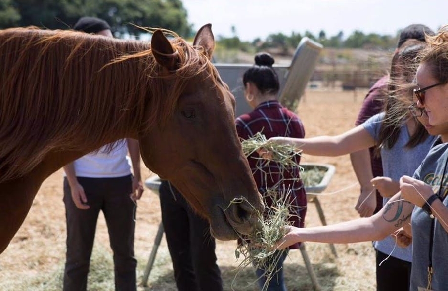 equivont's tweet photo. Some horses are rescued. Others become healers. 🤍

The Free Rein Foundation is doing both, offering sanctuary to abused and neglected horses while creating powerful connections with people who need it most. 

Learn more at https://t.co/Z0dEgc4xJZ 🦄 https://t.co/MB9xLEvQTU https://t.co/UwyNGBDjOx