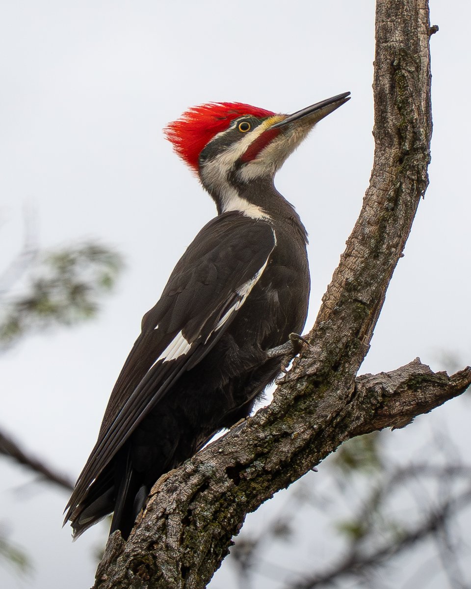 WillCoForests's tweet image. If you hear a loud forest drumming that could be a pileated woodpecker carving trees and hunting insects.

📸: Matthew Dunn

#PileatedWoodpecker #Woodpecker #WillCoForests