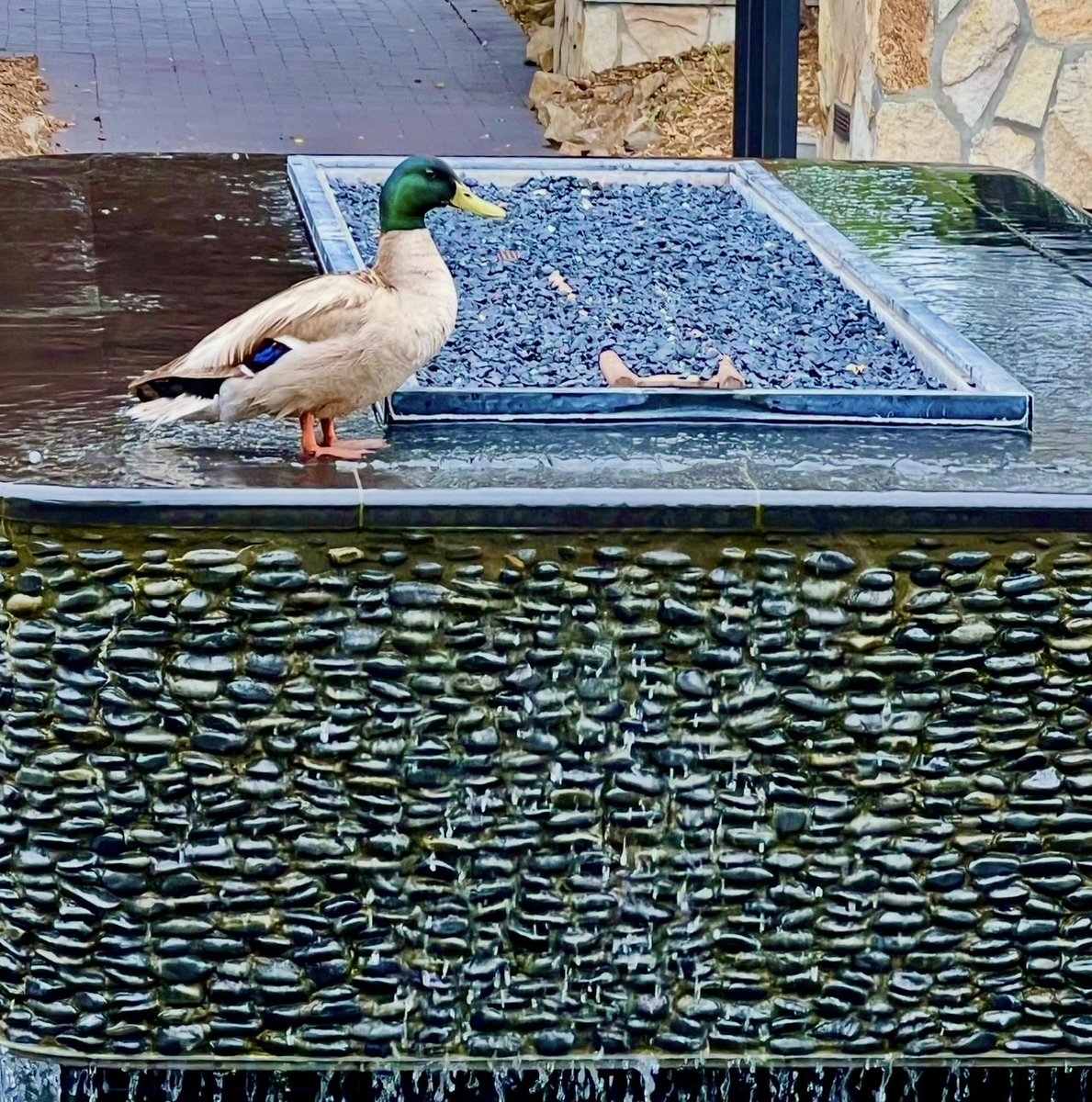 MT007ART's tweet image. Sunday morning coffee ☕️ run with wifey (I’ve never tasted coffee) but I love spending time with my beautiful wife. 
While here I noticed that even the ducks 🦆 enjoy the beautiful fountains here in breathtaking Westlake Village.
#beauty #california #luxury #realestate #lifestyle