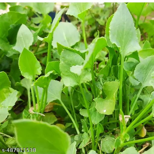 Priyachdhry4's tweet image. #SoyabeanPaneerSabji  #SoyabeanPaneerRecipe #weightloss

सोयाबीन ठीक है

पर पूरे भारत के बड़े #शहरों में
BambooShoots,
#BananaFlowers,
Sorrel,#FishMint
fiddlehead fern,
#CreepingWoodSorrel
बेचना चाहिए,जहां भरपुर 
Vita C से लेके सब #विटामिन है
Vita C बिना जिंदेगी नहीं
#Greenleafy