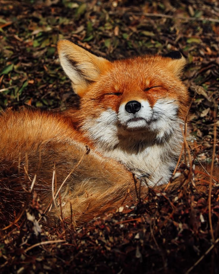 🍁 𝓣𝓱𝓮 𝓕𝓸𝔁 𝓛𝓲𝓯𝓮 🌾🦊 tweet media