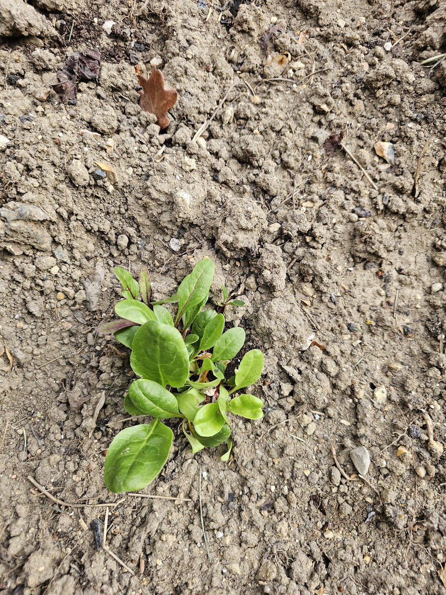macker100's tweet photo. Things are really starting to develop in the allotment with most things growing well. Certainly the Pea, Potatoes, Lettuce, Beetroot and Spinach are doing well. Lots of weeding needs doing now. https://t.co/Bg7lg9hlLf