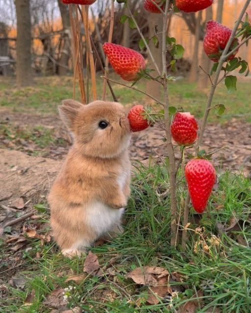 Rabbit tweet media