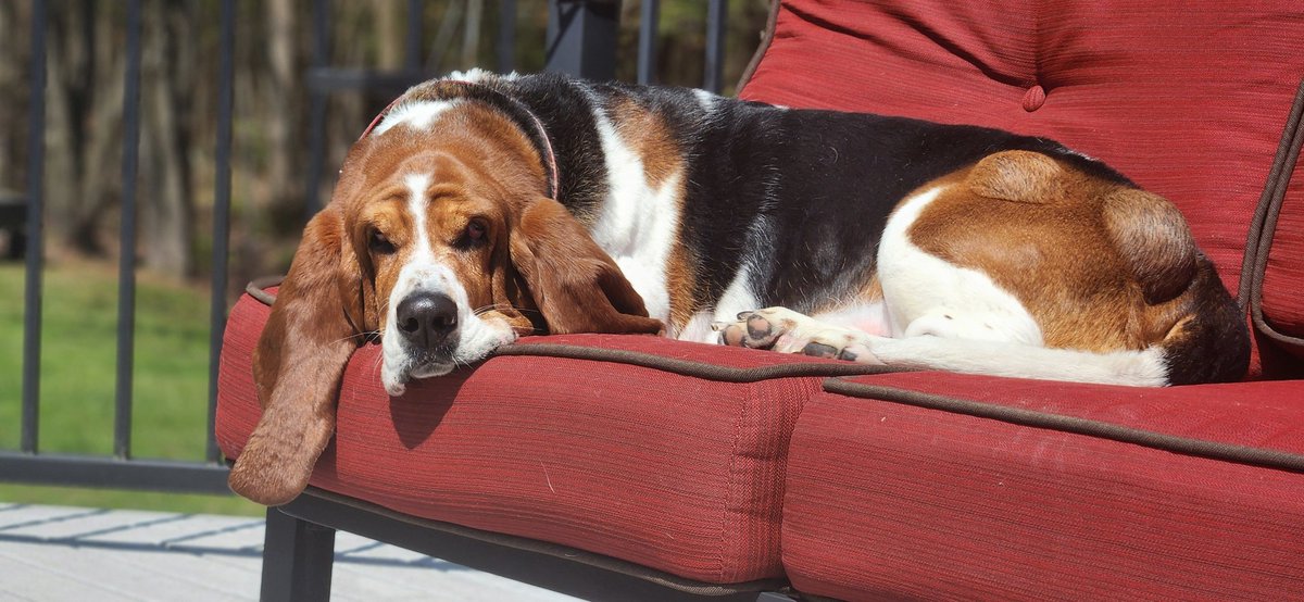 melissakruege39's tweet photo. First day I can have my cushions out on the deck. https://t.co/wDgFYiNXGe