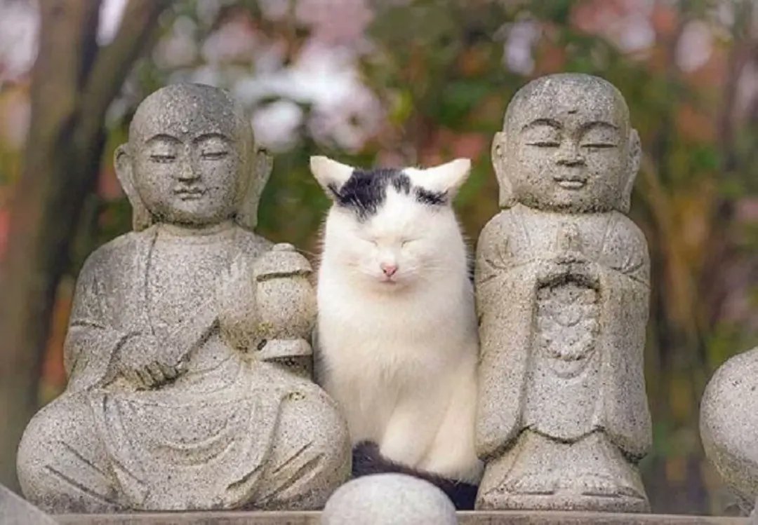 ॐ༯༰ tweet media