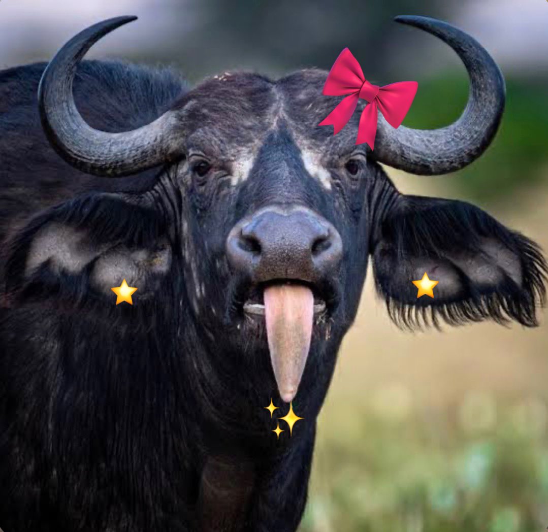 Buffalo tweet media