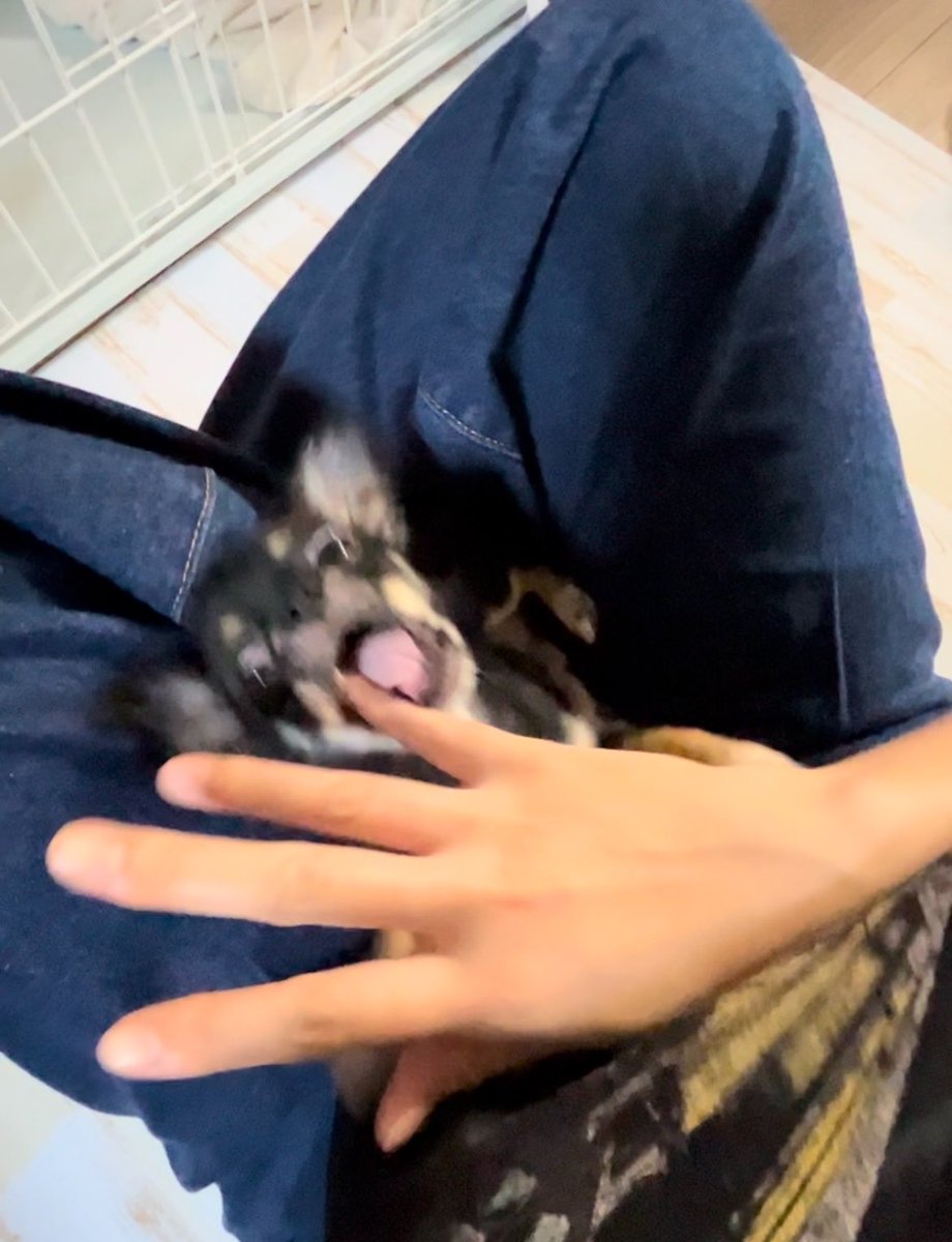 うちの犬ちゃん(ちわわ) tweet media