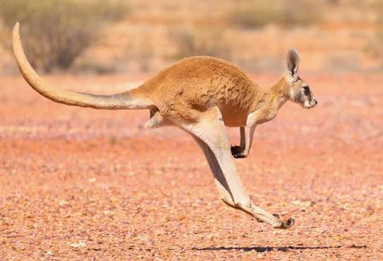 Kangaroo tweet media