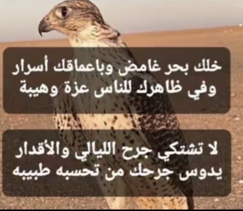 شيهان العبدلي tweet media