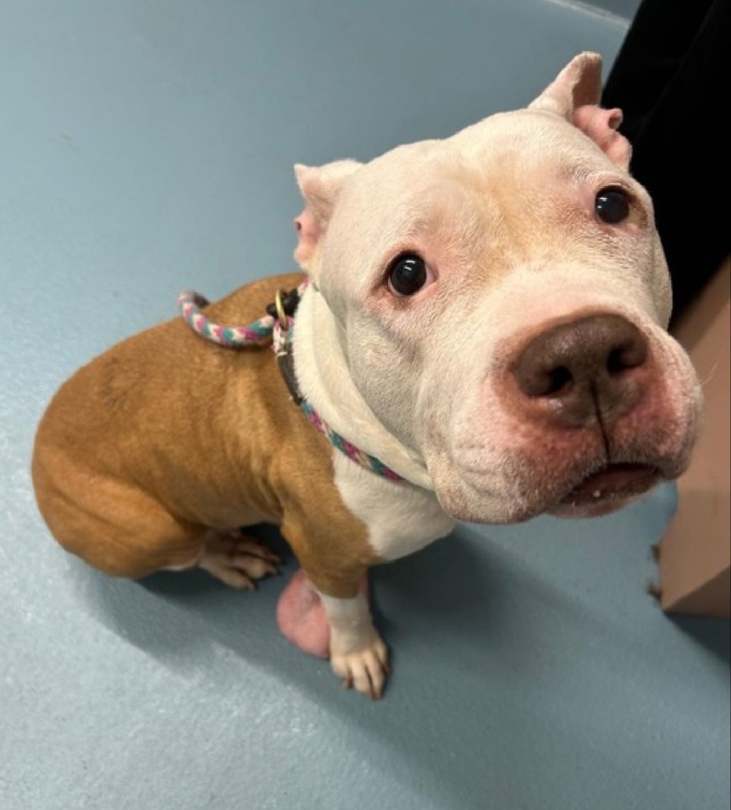 MorgFairsdogs's tweet image. Gloria 252809
Listed TBK 5/5
#NYCACC #AdoptMe 
A cute 10 yr old girl
Has mammary masses and pendulated ulcerated tumor🚑
Xrays do NOT indicate metastasis 
but tumor is possibly malignant
Needs to see outside vet
Help save Gloria!
nycacc.app/browse/252809
#Pledge4Medical #foster