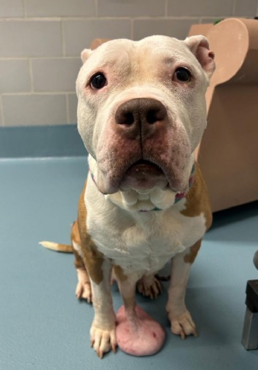 MorgFairsdogs's tweet image. Gloria 252809
Listed TBK 5/5
#NYCACC #AdoptMe 
A cute 10 yr old girl
Has mammary masses and pendulated ulcerated tumor🚑
Xrays do NOT indicate metastasis 
but tumor is possibly malignant
Needs to see outside vet
Help save Gloria!
nycacc.app/browse/252809
#Pledge4Medical #foster