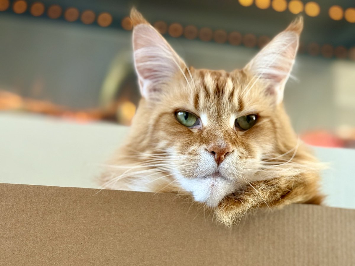 buddy_gizmo's tweet image. Another Sunday another new box for Gizmo! 😸😸🦁🦁 #catboxsunday #teamfloof #CatsofTwitter