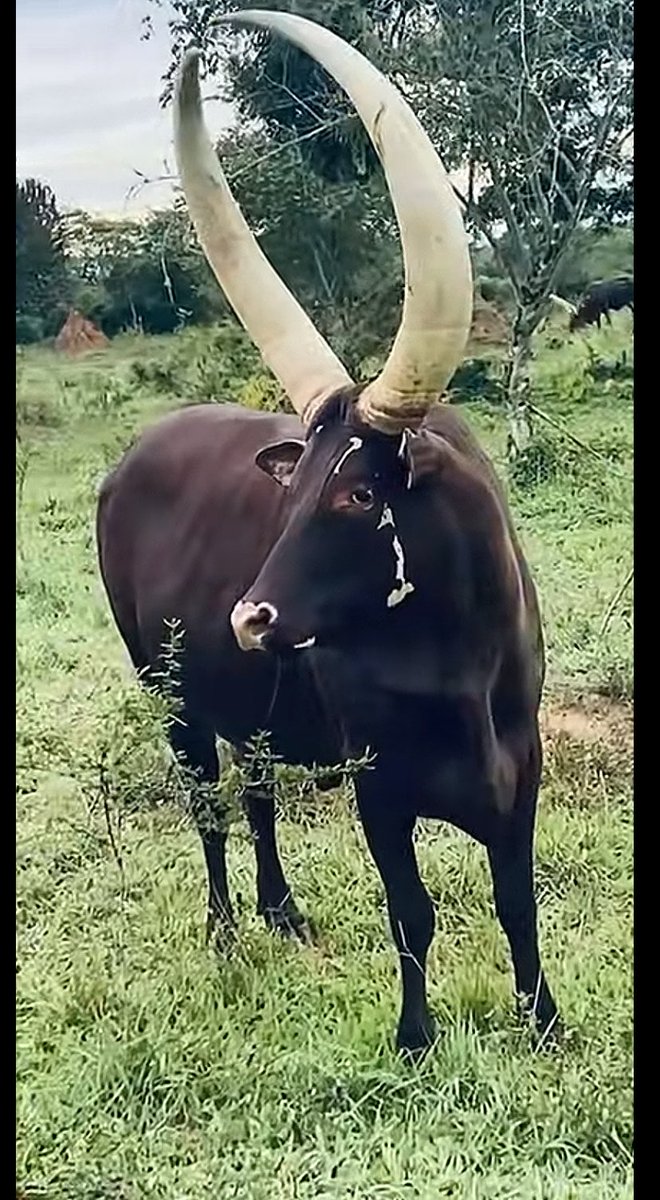 Molly 🇺🇬 tweet media