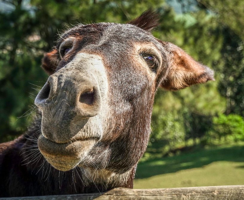 Donkey tweet media